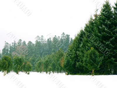 Pines in winter