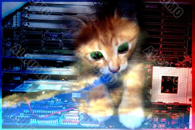 abstract background with scene kitty abstract background with scene kitty