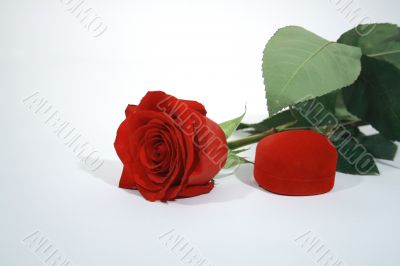 Red rose and present