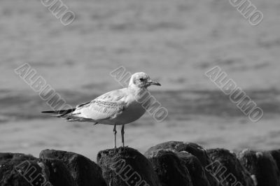 The lonely seagull
