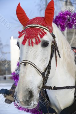 The white horse in a colourful costume.
