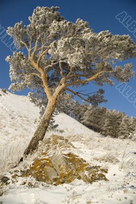 Snowy winter tree.