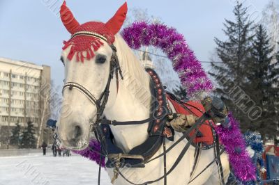 The white horse in a colourful costume.