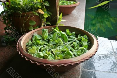 Balinese decor plants