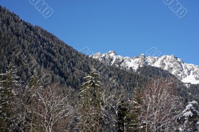 Chamonix forest mountain