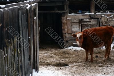 Cow and snow in Altai in winter