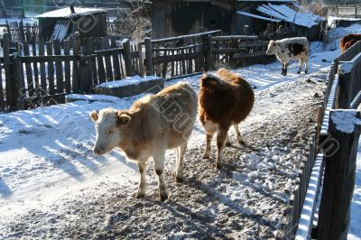 Cow and snow in Altai in winter