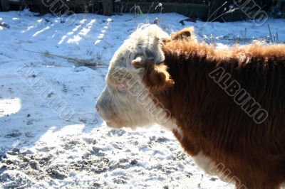 Cow and snow in Altai in winter