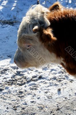 Cow and snow in Altai in winter