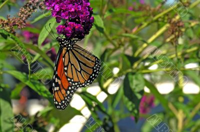 Monarch butterfly feeding on purple flower
