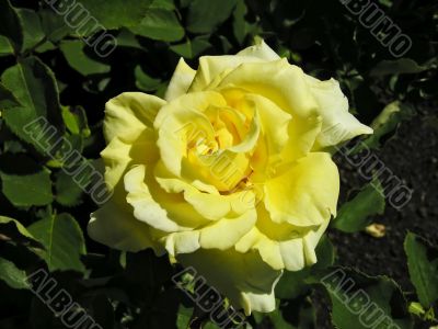 Texture of a yellow rose