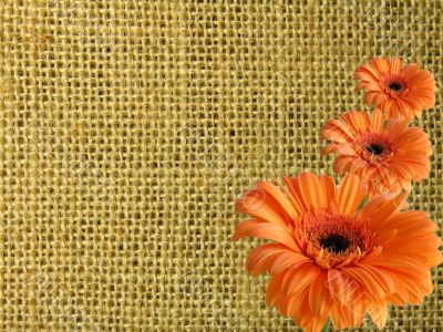Texture from canvas with three orange daisies