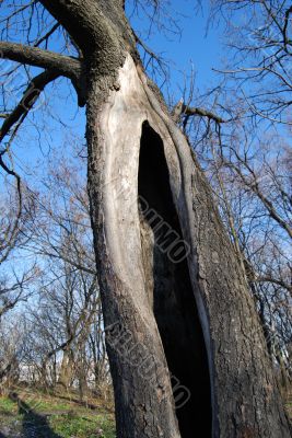 Big wide hole in tree