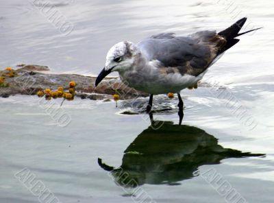 Seagull Reflection