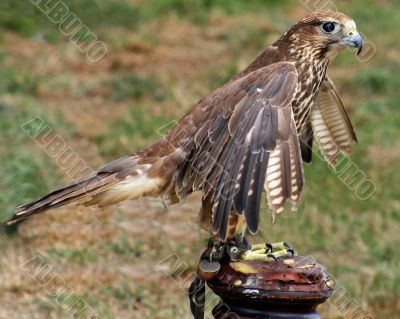Kestral Kestral