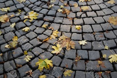 Autumn leaves on a causey