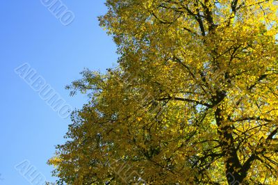 Golden trees