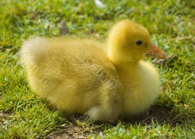 Easter duckling on the grass