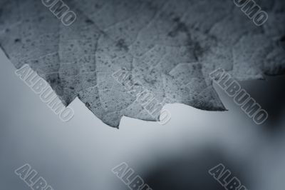 Beautiful background leave