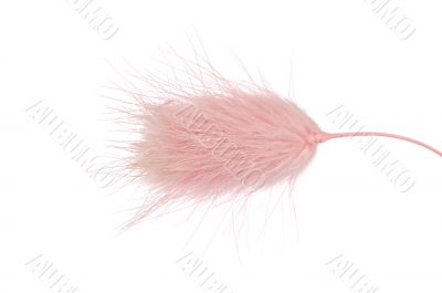 hairy pink grass