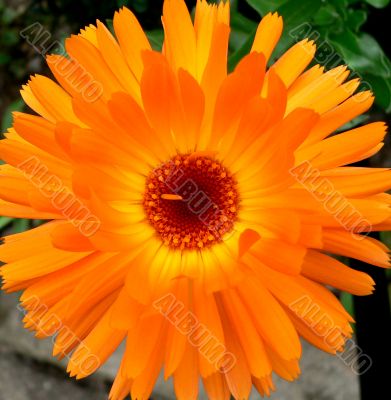 A flower A flower