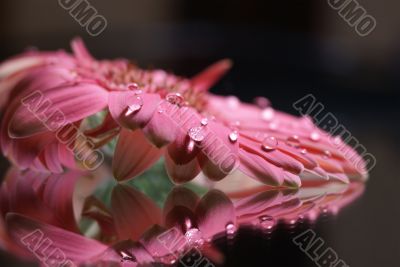 abstract gerbera daisy