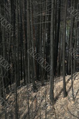 Forest fire aftermath Forest fire aftermath