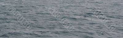 Cape  Petrel flock