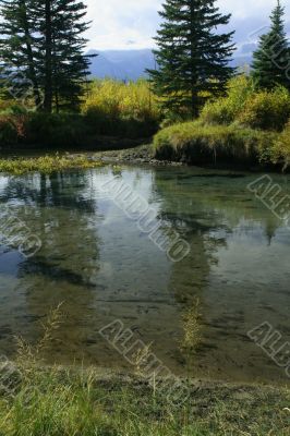 Reflection of spruce in quiet stream