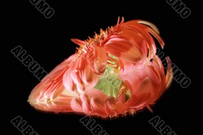 heart-flower heart-flower