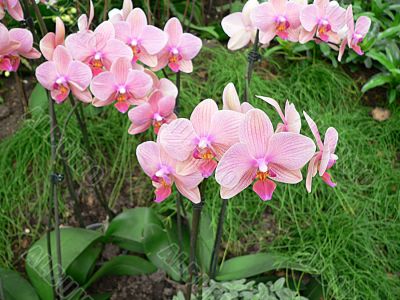 Orchid flowers Orchid flowers