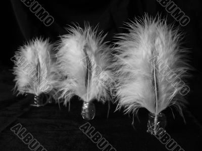 Feathers Feathers