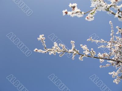 Hoar-frost Hoar-frost