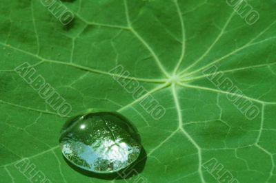 Leaf of a with drops of water after a rain Leaf of a with drops of water after a rain