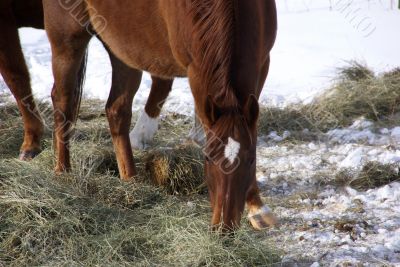 Single brown horse grazing in winter pasture