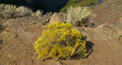 Desert trees and basalt cliffs and talus