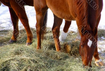 Single brown horse grazing in winter pasture