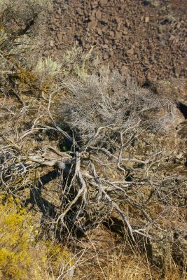 Desert trees and basalt cliffs and talus