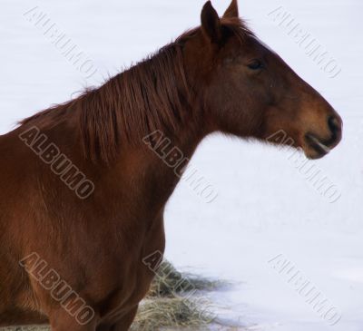 Single brown horse grazing in winter pasture