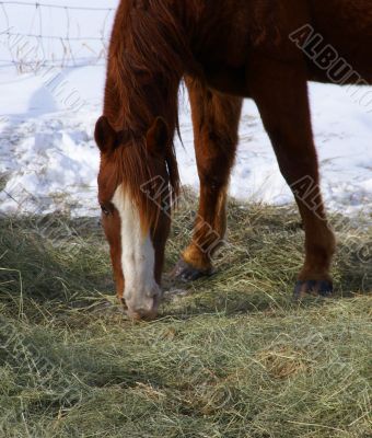 Single brown horse grazing in winter pasture