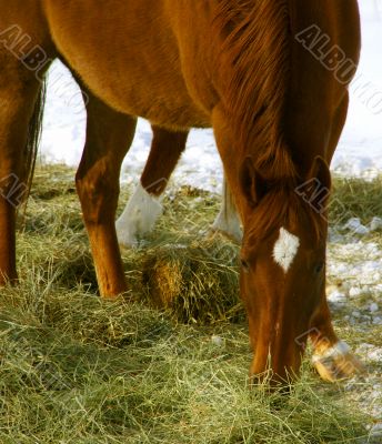 Single brown horse grazing in winter pasture