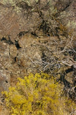 Desert trees and basalt cliffs and talus