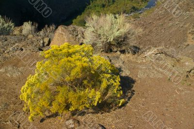 Desert trees and basalt cliffs and talus