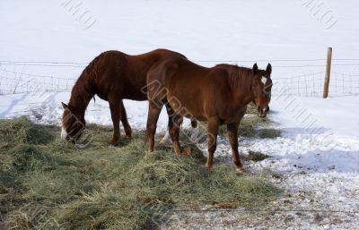 Pair of brown horses grazing in winter pasture