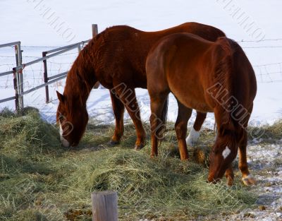 Pair of brown horses grazing in winter pasture