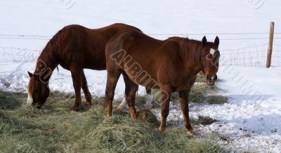 Pair of brown horses grazing in winter pasture