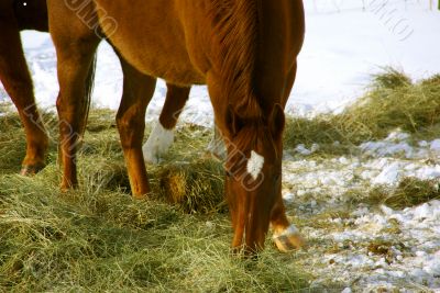 Single brown horse grazing in winter pasture