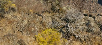 Desert trees and basalt cliffs and talus Desert trees and basalt cliffs and talus
