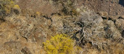 Desert trees and basalt cliffs and talus