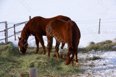 Pair of brown horses grazing in winter pasture